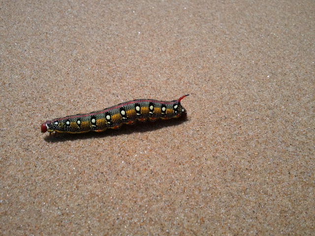 Bruco di Hyles euphorbiae